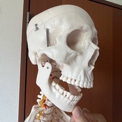 人体骨格模型の画像