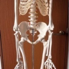 人体骨格模型