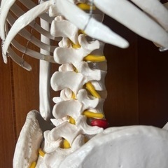 人体骨格模型の画像