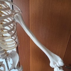 人体骨格模型の画像