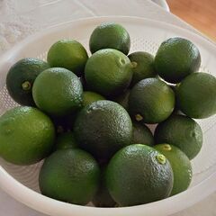 【２ｋｇ】タカミヤカボスのかぼす