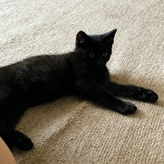 他の猫に黒い子猫２匹いじめられてました。