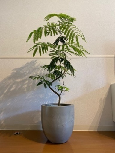 【曲げ仕立て】エバーフレッシュ　プランターセット