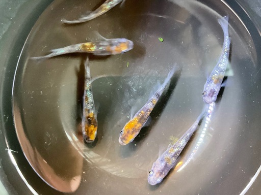 三色ラメ　上物　メダカ3ペア