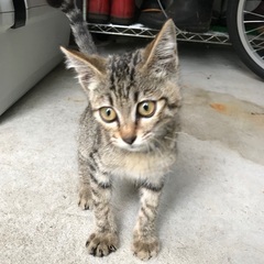 大雨の日の大泣きの子猫