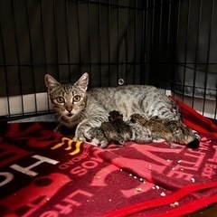 キジトラ子猫