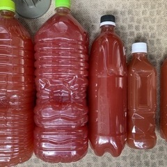 PSB 光合成細菌 500ml めだか/メダカ/金魚/らんちう/グッピーなどにの画像