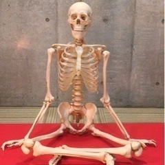 全身骨模型の画像