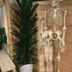 全身骨模型