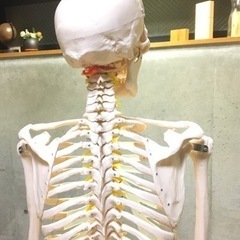 全身骨模型の画像