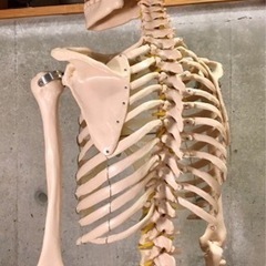 全身骨模型の画像