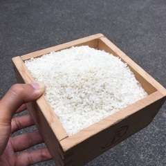 令和3年　京都市・左京区産　お米（白米、精米済み）　キヌヒカリ　...