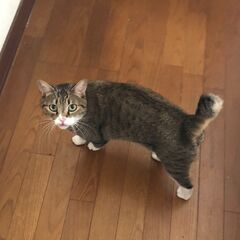 キジトラ　オス3歳　去勢済