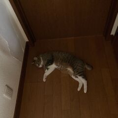 キジトラ　オス3歳　去勢済 - 木更津市