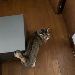 キジトラ　オス3歳　去勢済 - 猫