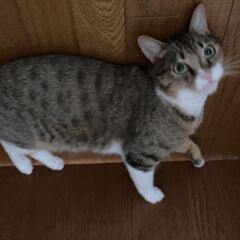 キジトラ　オス3歳　去勢済 − 千葉県