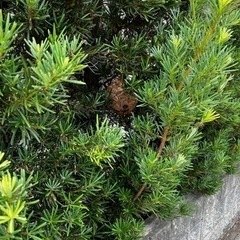 蜂の巣　駆除　最安値で承ります。 - 熊本市