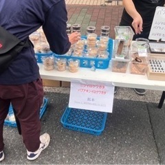 【募集】クワガタ販売、出店させて下さるお店、イベント様募集
