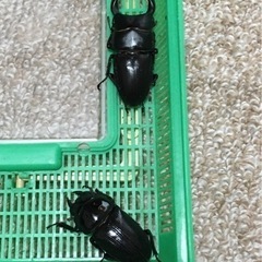 オオクワガタ　ペア