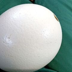 ダチョウの殻卵