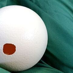 ダチョウの殻卵の画像