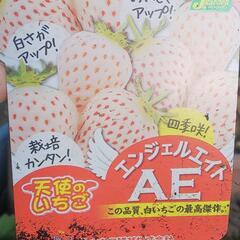 白いちご  エンジェルエイトAE