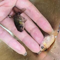 金魚 ドラゴンスケールらんちゅう 当歳の画像