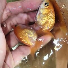 金魚 ドラゴンスケールらんちゅう 当歳の画像