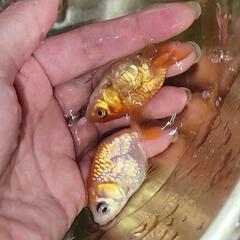 金魚 ドラゴンスケールらんちゅう 当歳の画像