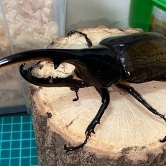 ヘラクレスオオカブト、ギラファノコギリ、スマトラオオヒラタ