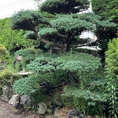 庭木（松）