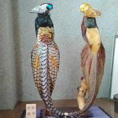 金鶏鳥　錦織鳥の画像