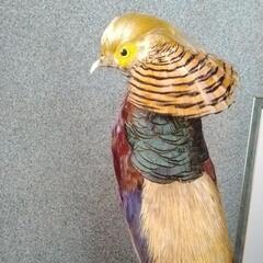 金鶏鳥　錦織鳥の画像