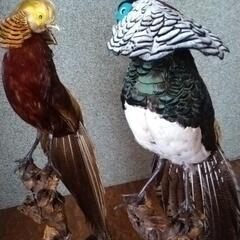 金鶏鳥　錦織鳥の画像