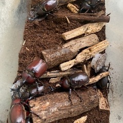 カブトムシ差し上げます！