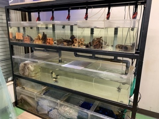 オーバーフロー水槽とキンペコのブリードセット