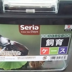 ヒラタクワガタ♂リトルサイズ⭐️ 超格安サービス出品セール✨の画像