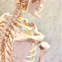 全身骨模型の画像