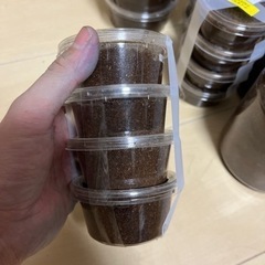 テイオウヒラタクワガタ幼虫6匹