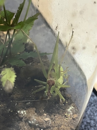 秋の鳴く虫　ハヤシノウマオイ　1ペア