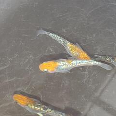 🐠煌　メダカ🐠　令和４年生まれです。