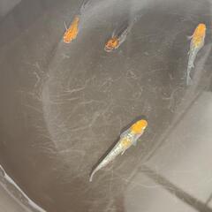 🐠煌　メダカ🐠　令和４年生まれです。の画像