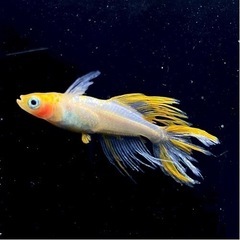 【お譲り先決まりました！】初出品‼︎『サンシャイン』メダカの有精卵　10個＋α 第1回の画像