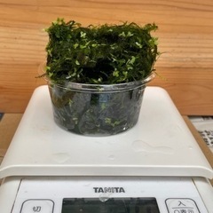 ウィローモス　水草　100g