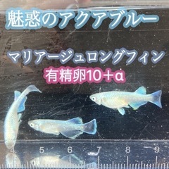 【マリアージュロングフィン有精卵10＋α】メダカ　めだか　人気　高級