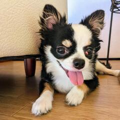 ロングコートチワワ　男の子　８ヶ月　甘えん坊です