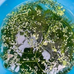 水草　セット　ウィローモス、アナカリスなど