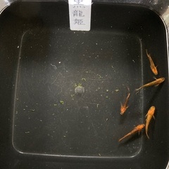 【お盆セール開催中】黒龍姫 2ペア＋1（メス） 1500円【全2...