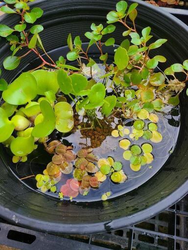 ビオトープ 睡蓮鉢付き水草5種スターターセットA☆希望の方にはメダカ サービス！