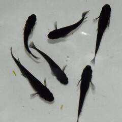 無料　タダ　オロチ　メダカ